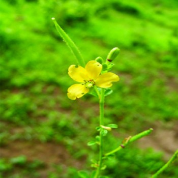 Cleome Viscosa